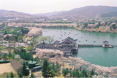 韓國櫻花季節 3 月底開始 全韓花期搶先報